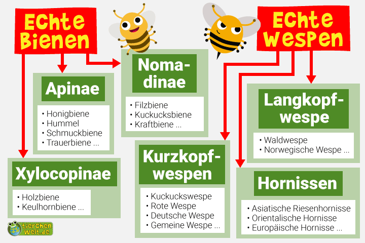 Stammbaum der Bienen und Wespen