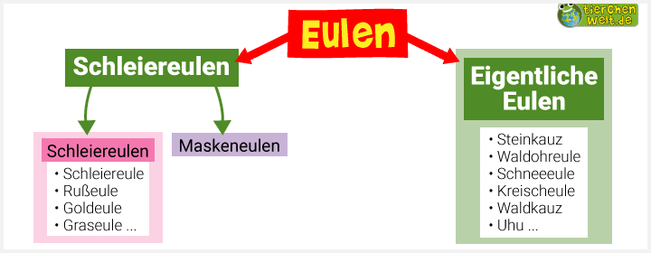 Stammbaum der Eulenvögel