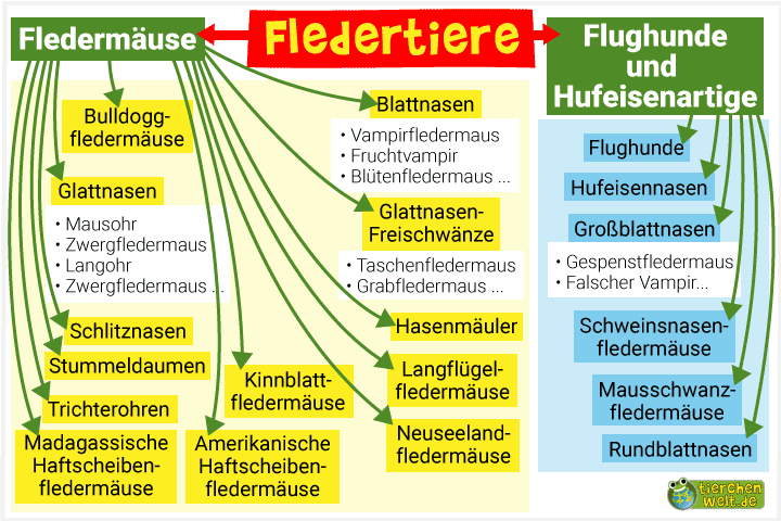 Stammbaum der Fledertiere