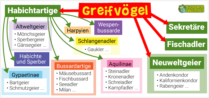 Stammbaum der Greifvögel