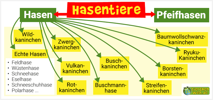 Stammbaum der Hasentiere