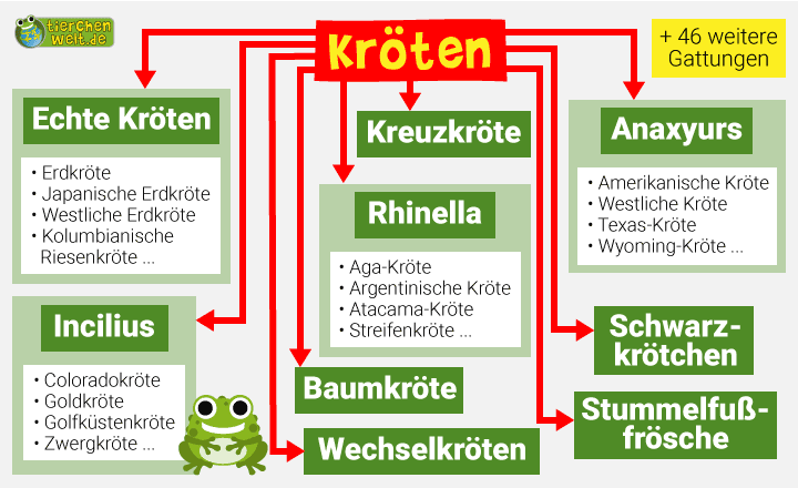 Stammbaum der Kröten