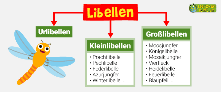 Stammbaum der Libellen