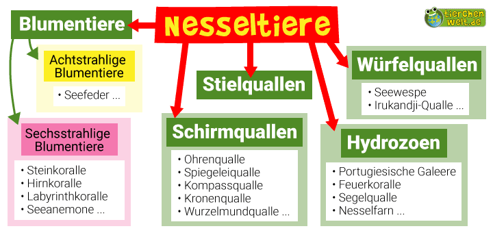 Stammbaum der Nesseltiere