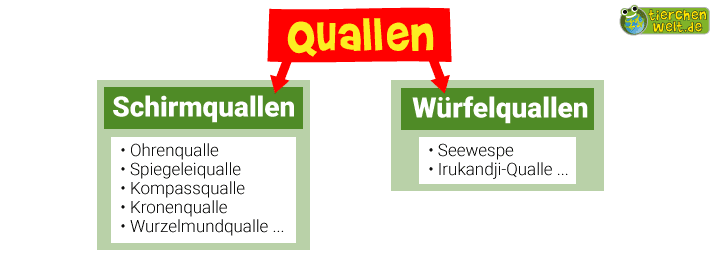 Stammbaum der Quallen