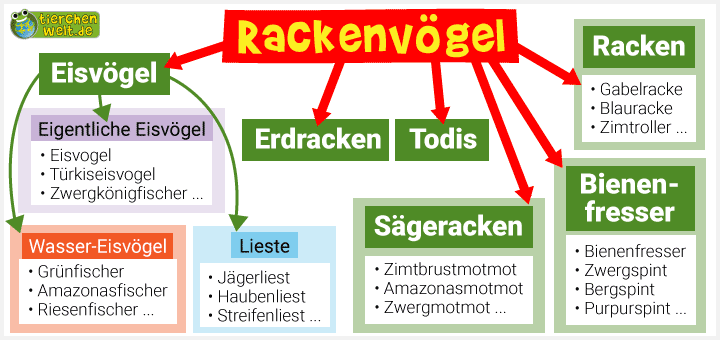 Stammbaum der Rackenvögel