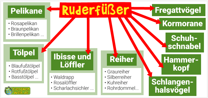 Stammbaum der Ruderfüßer