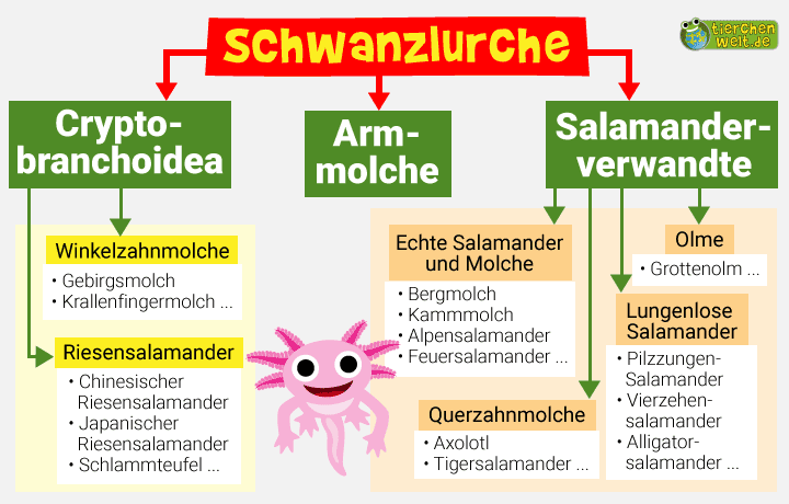 Stammbaum der Schwanzlurche