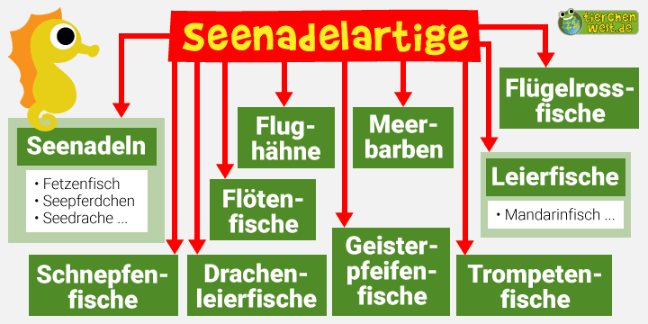 Stammbaum der Seenadelartigen