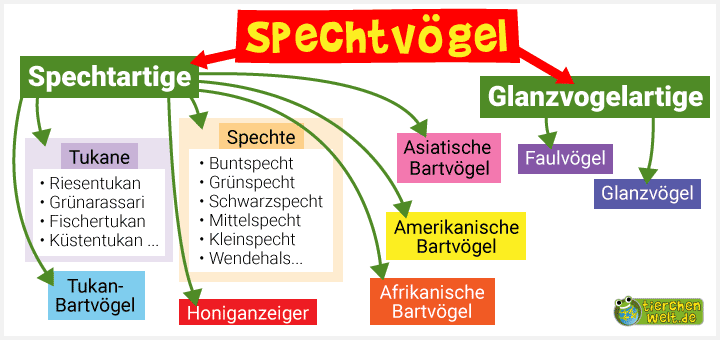 Stammbaum der Spechtvögel