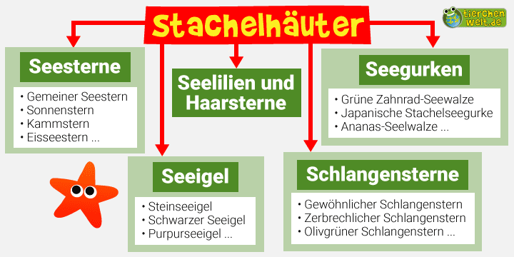 Stammbaum der Stachelhäuter