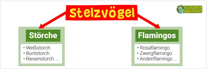 Stammbaum der Stelzvögel