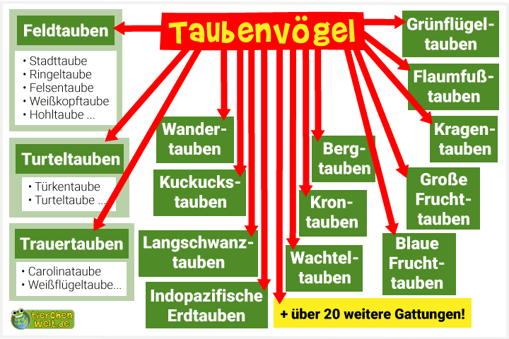 Stammbaum der Tauben