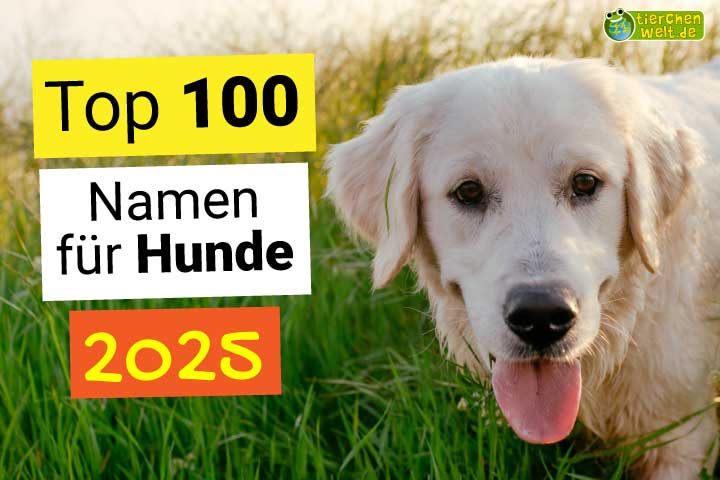 Top 100 Namen für Hunde