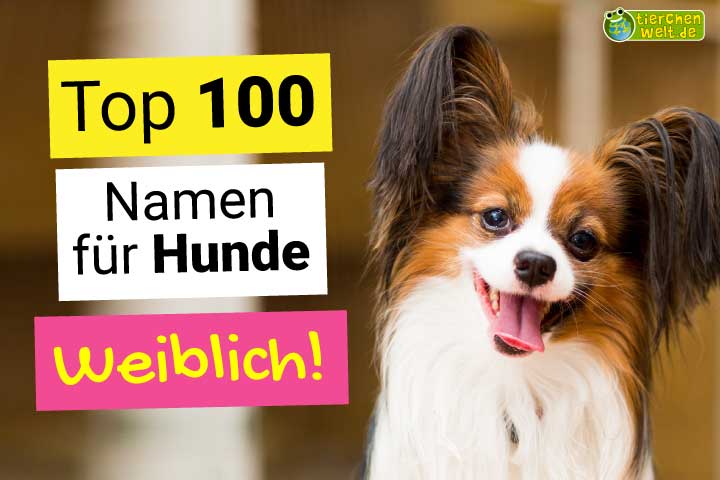 Top 100 weibliche Hundenamen