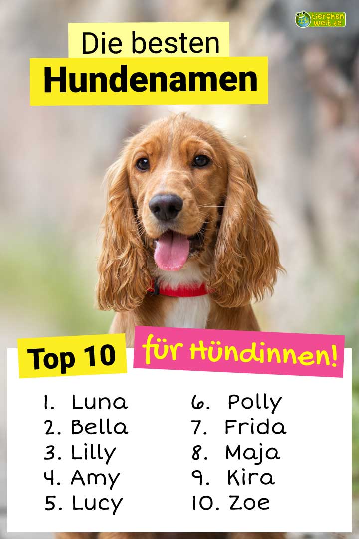 Top 10 Namen für Hündinnen