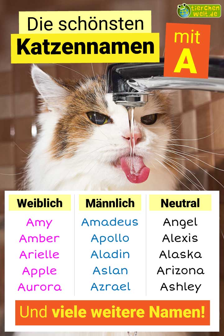 Die besten Katzennamen mit Buchstabe B