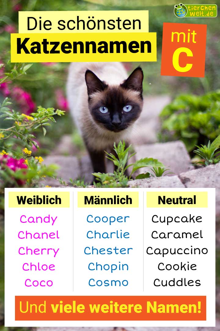 Die besten Katzennamen mit Buchstabe C