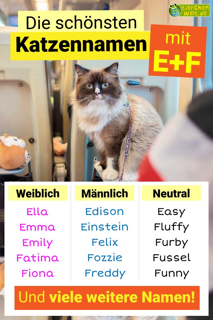 Die besten Katzennamen mit Buchstabe E und F