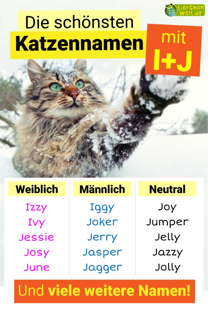 Die besten Katzennamen mit Buchstabe I und J