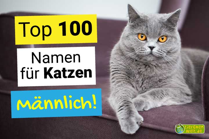 Die Top 100 männlichen Katzennamen