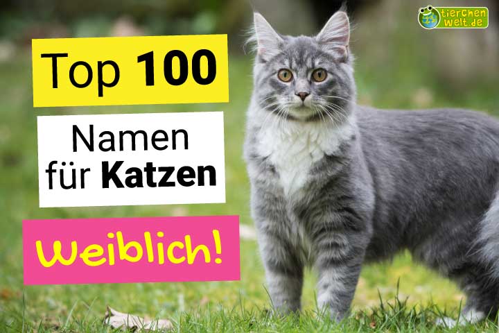 Die Top 100 weiblichen Katzennamen