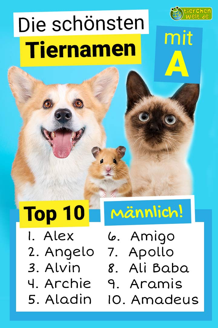 Die schönsten männlichen Tiernamen mit A