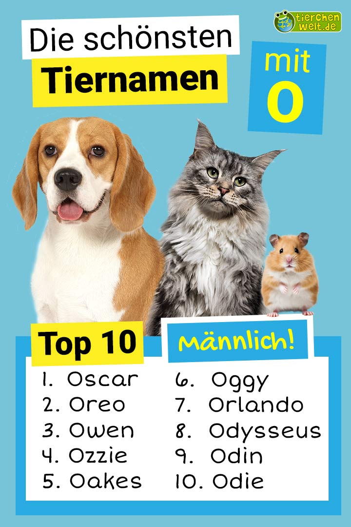 Die schönsten männlichen Tiernamen mit O