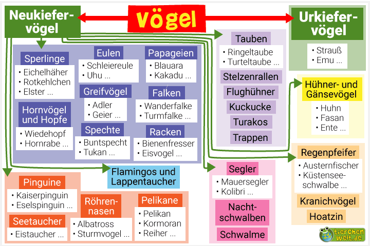 Stammbaum der Vögel