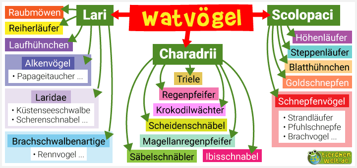 Stammbaum der Watvögel