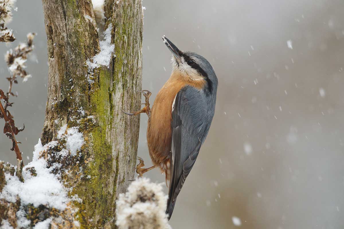 Kleiber im Winter