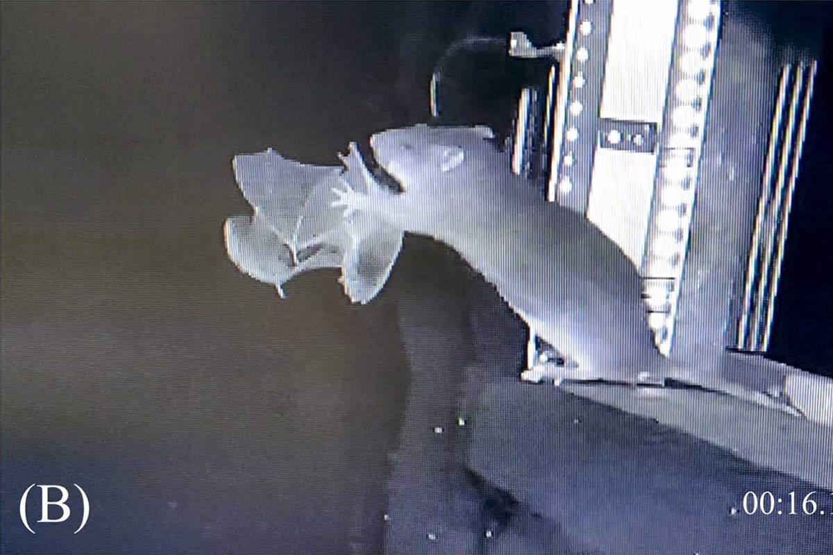 Wanderraten fangen Fledermäuse im Flug