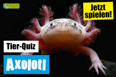 Axolotl-Quiz