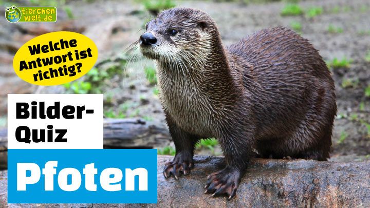 Welchem Tier gehört diese Pfote?