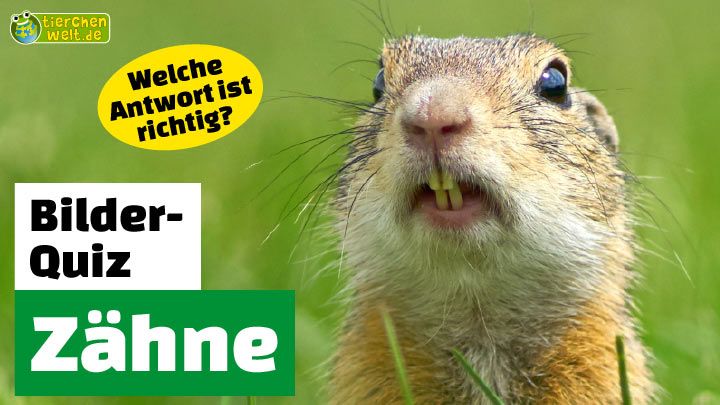 Welchem Tier gehören diese Zähne?