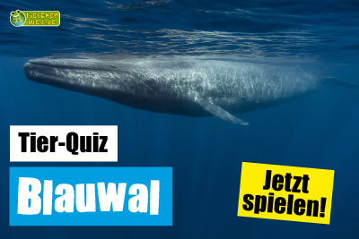 Blauwal-Quiz
