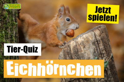 Eichhörnchen-Quiz