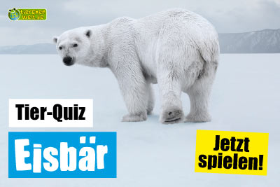 Eisbär-Quiz
