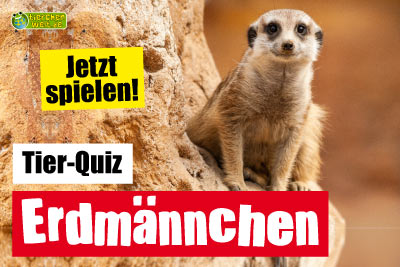 Erdmännchen-Quiz