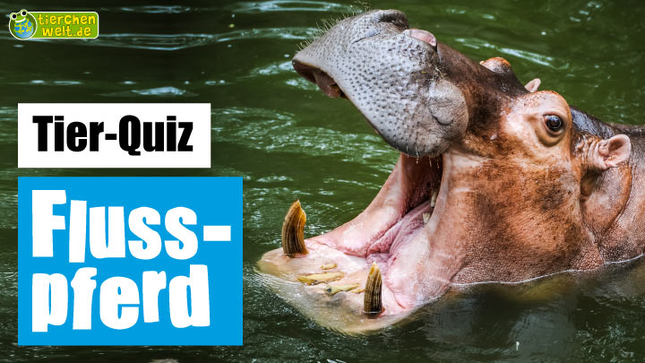 Flusspferd-Quiz
