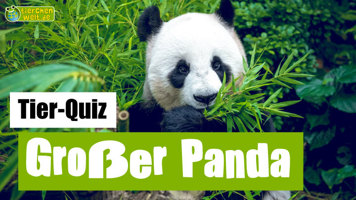 Panda-Quiz