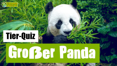 Großer Panda-Quiz