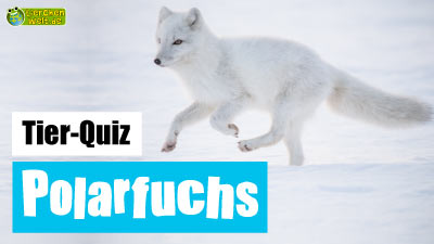 Polarfuchs-Quiz