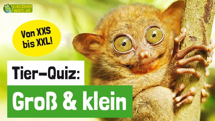Tier-Quiz: Groß & klein