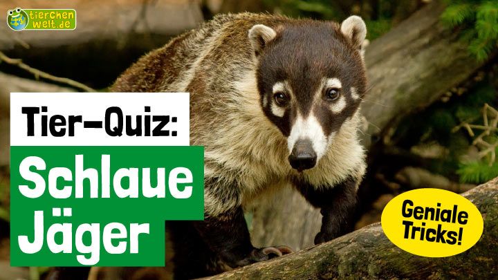 Tier-Quiz: Schlaue Jäger