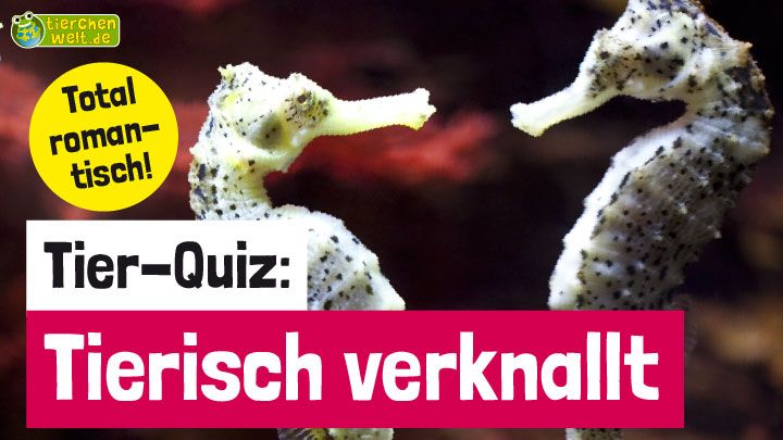 Tier-Quiz: Tierisch verknallt