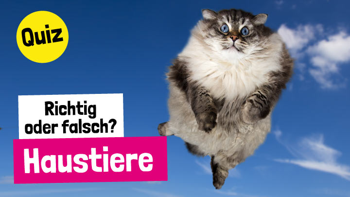 Richtig oder Falsch? - Haustiere