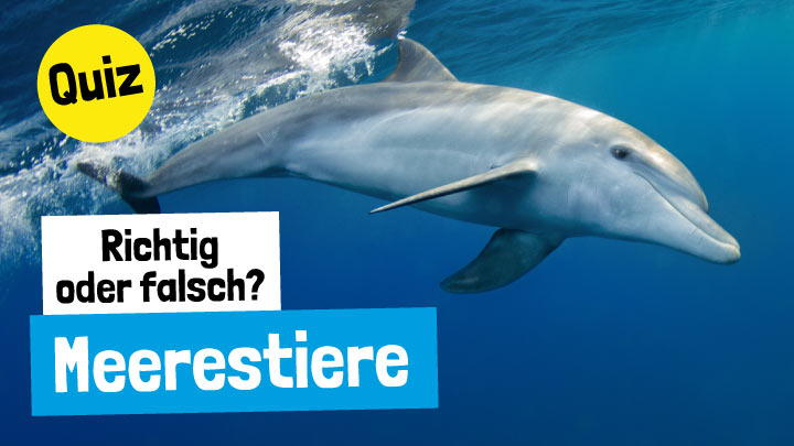 Richtig oder Falsch? - Meerestiere
