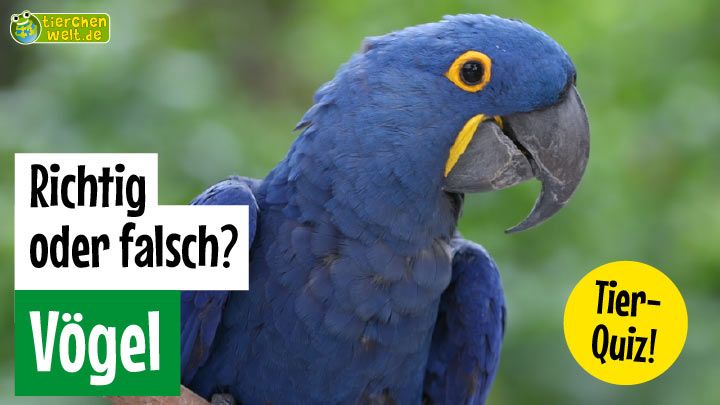 Richtig oder Falsch? - Vögel