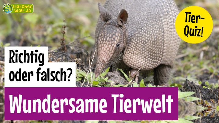 Richtig oder Falsch? - Wundersame Tierwelt